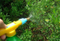 Plant Mate Brand to and Fro Sprayer for Agriculture /Home/Garden (TF-501)